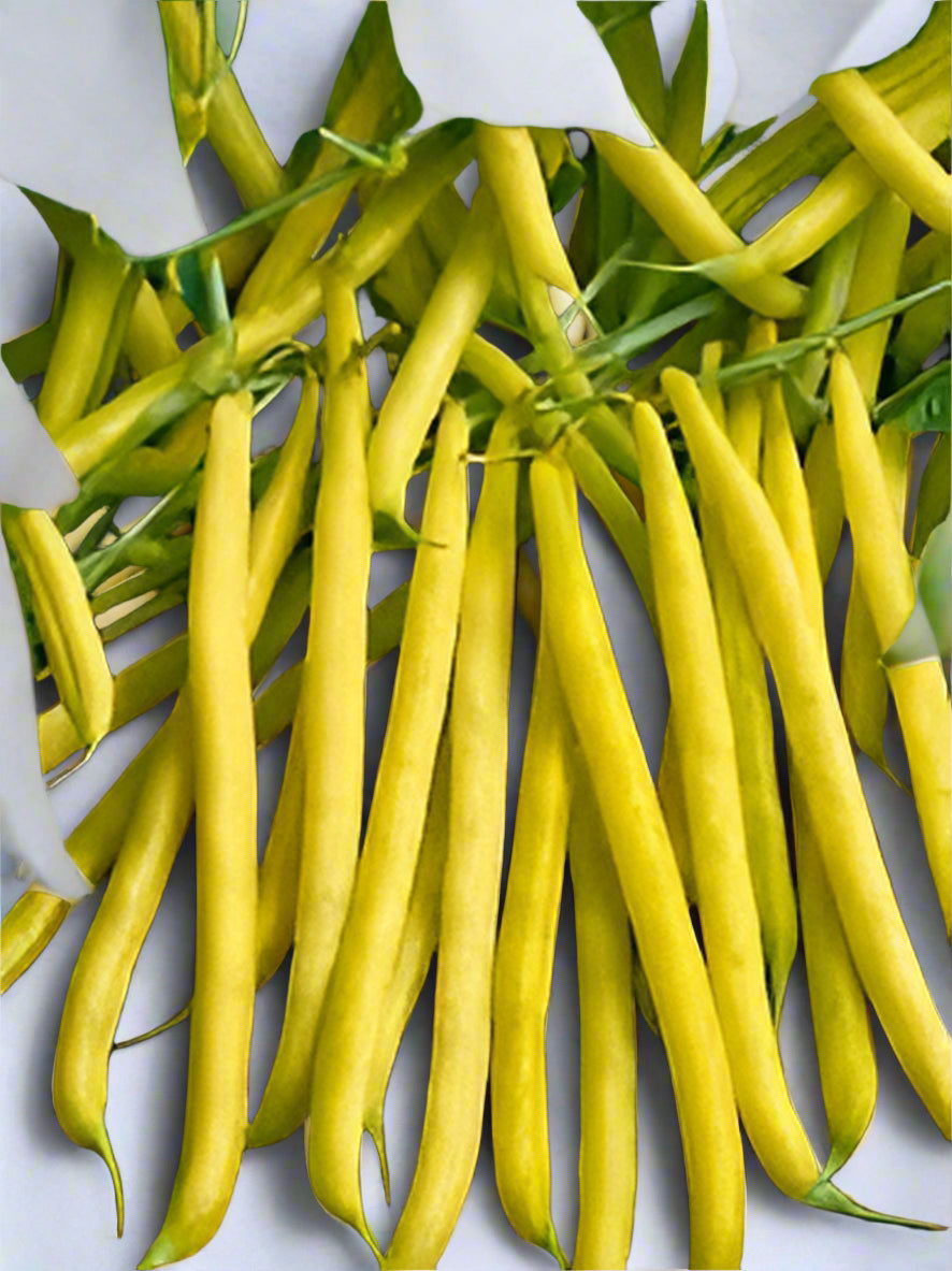 Butter Beans (බටර් බෝංචි)
